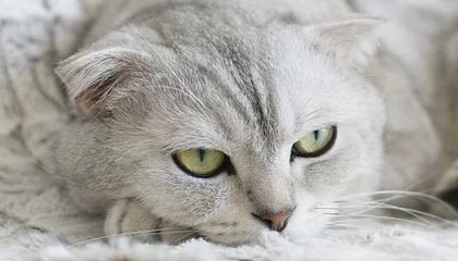 山东泰山主场6-0大胜北京国安 赛后看点十足