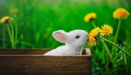 山东泰山主场6-0大胜北京国安 赛后看点十足